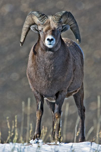 Big_Horn_Sheep.jpg