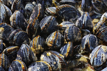 mussels.jpg