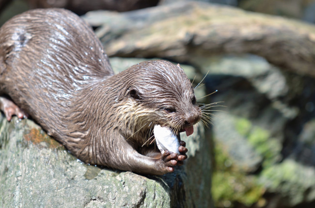 Sea Otters' Strong Teeth Are Similar to Early Humans' | Discover Magazine