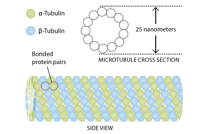 Microtubules-Illustration