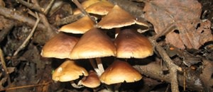 psilocybezapetecorum