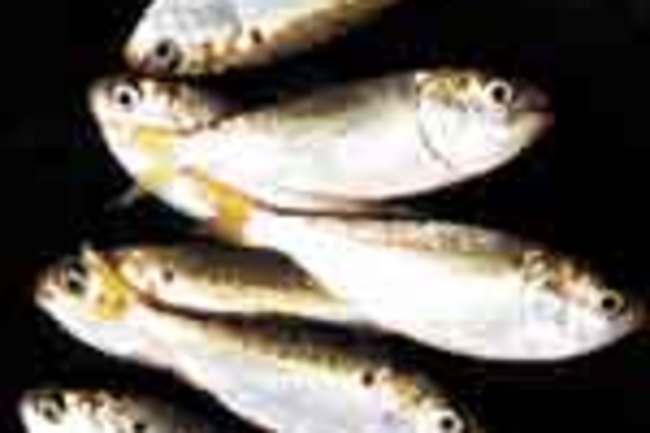 menhaden smallfry