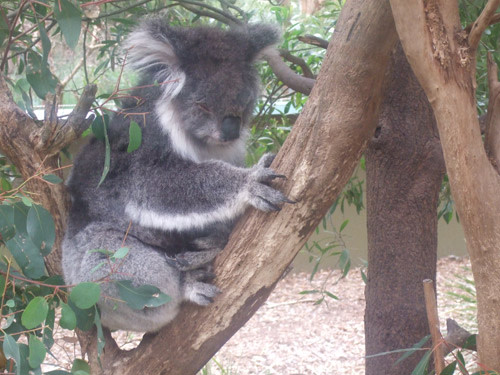 Koala.jpg