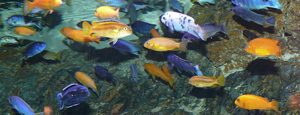 Malawi_cichlids.jpg