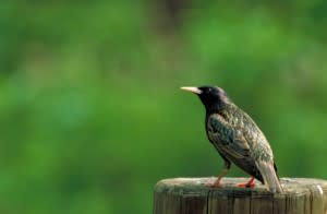 naturescalendar-300x196.jpg