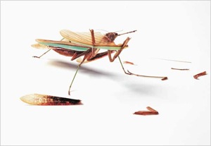 mantis1.jpg