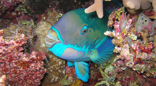parrot fish bubble