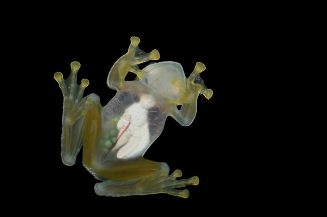 Glass Frogs Turn Translucent by Hiding Their Blood