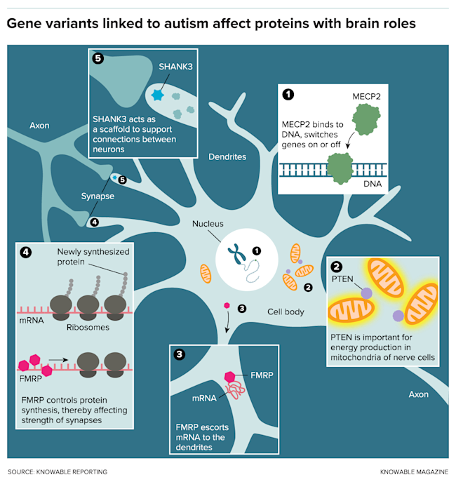 G Proteins in Autism - Knowable