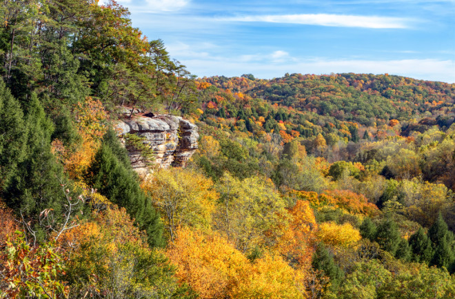 Midwestern forest