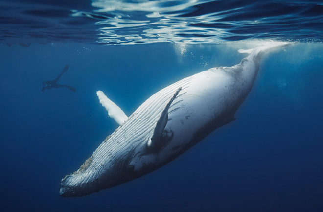 உங்களுக்கான கனவுகளும் பலன்களும் பகுதி 63 10 New Research Reveals Why Whales Evolved to be so Big | Discover Magazine