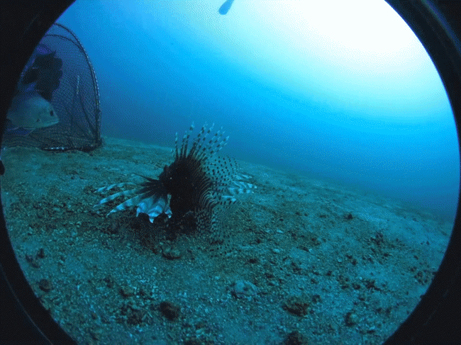 lionfish_trap.gif