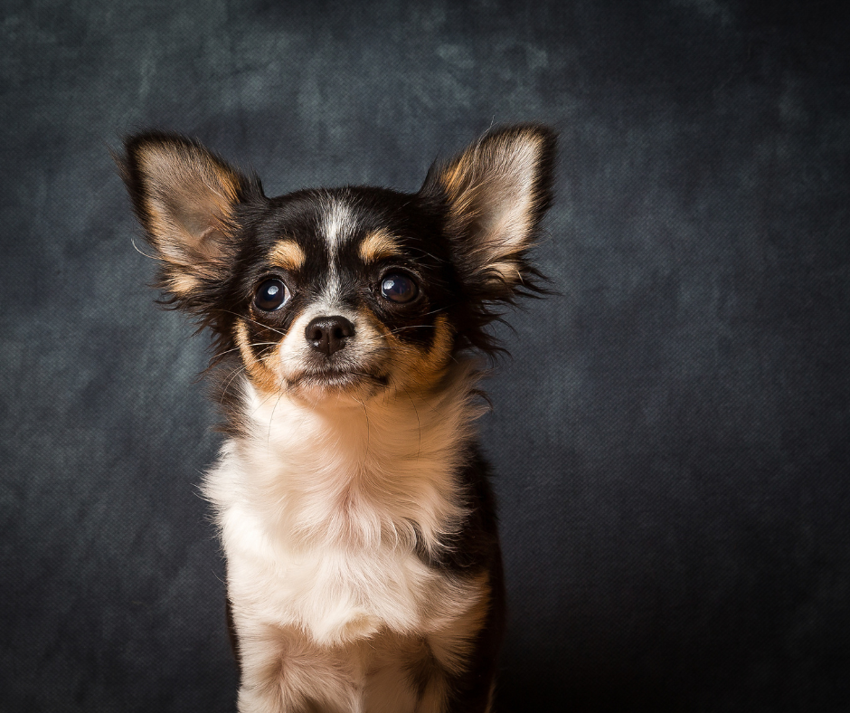 20 Best Dog Foods for Chihuahuas in 2022