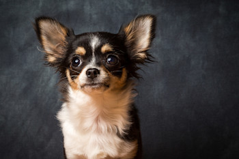 Best food for top teacup chihuahua puppy