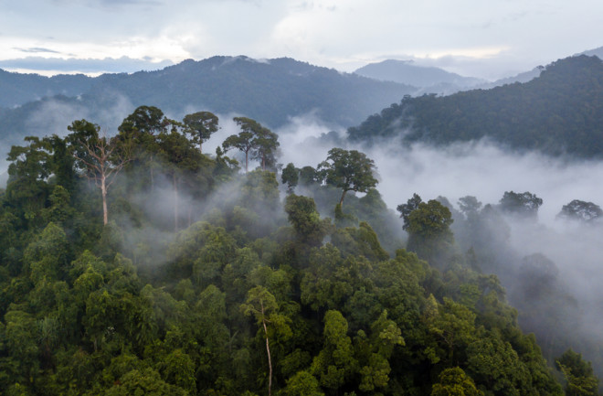 Amazon rainforest