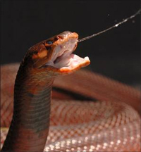 Spitting_cobra.jpg