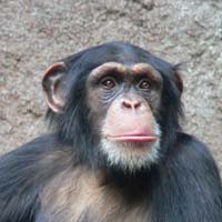 Chimphead.jpg