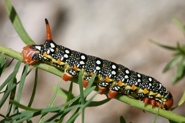 How Counting Caterpillars Can Help Scientists Understand Climate Change - Discover Magazine