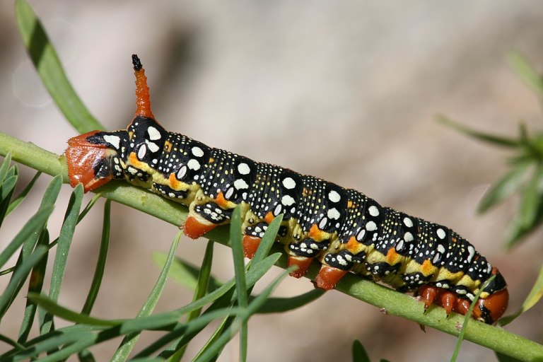 How Counting Caterpillars Can Help Scientists Understand Climate Change