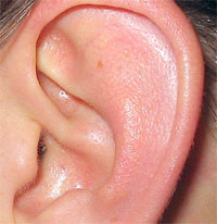 Ear.jpg