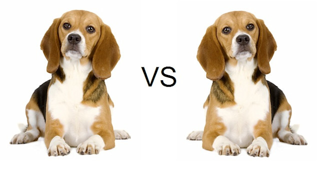 dog_left_brain.jpg
