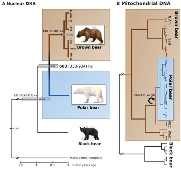 Bear_nuclear_mitochondrial.jpg
