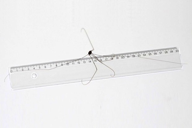 daddy-long-legs.jpg