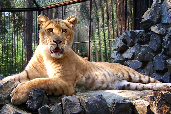 Why Ligers Are Huge Discover Magazine