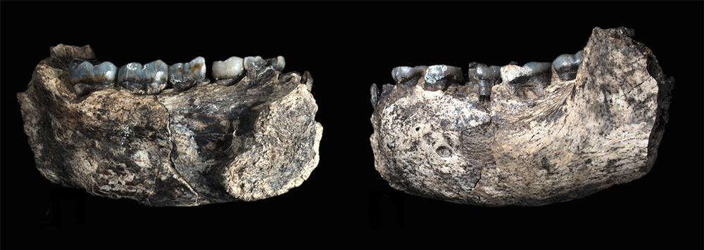jawbone2.jpg