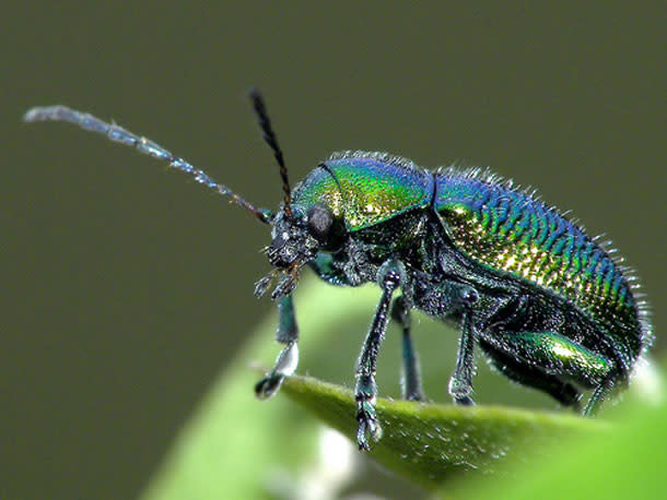 Green_dock_beetle_on_leaf1.jpg