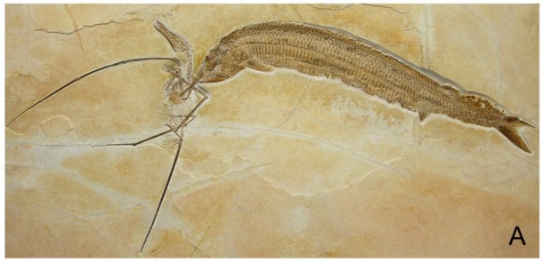 pterosaur-1-610x295.jpg
