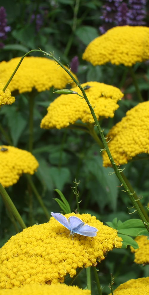 Blue_butterfly.jpg
