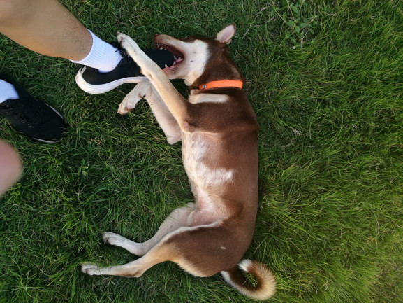 brown-husky-dog-biting-a-foot-with-a-black-tennis-shoe