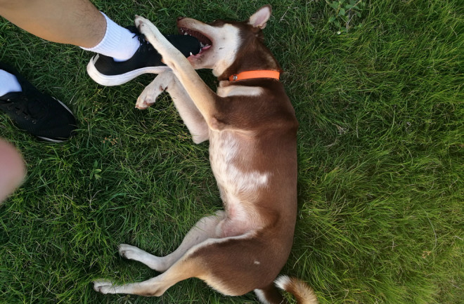 brown-husky-dog-biting-a-foot-with-a-black-tennis-shoe