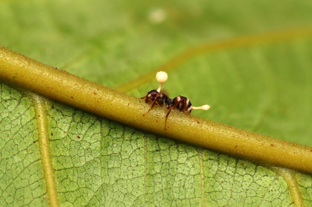 How a Zombie-Ant Fungus Can Infect a Host | Discover Magazine