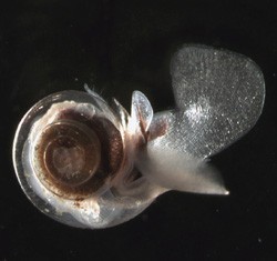 pteropodlg