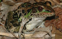 Frog.jpg