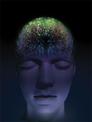 650px x 433px - If Modern Humans Are So Smart, Why Are Our Brains Shrinking ...