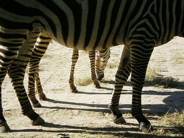 zebra.jpg