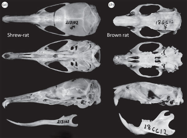 Shrew_rat-comparison.jpg