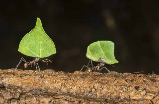 Leafcutter-Ants