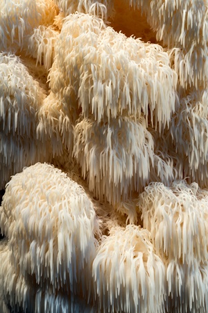 lions-mane-mushrooms