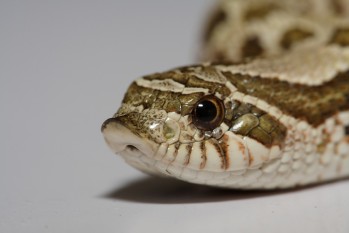 Such a drama queen!' Hognose snake pretended to be dead to avoid human  touch in viral video