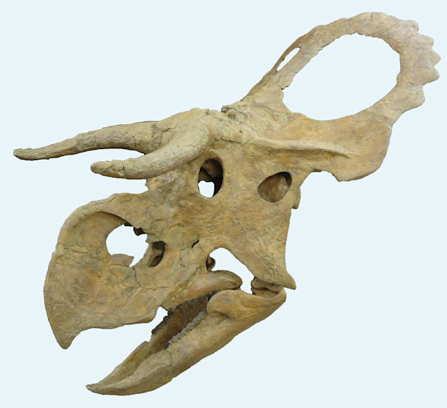 nasutoceratops-skull.jpg
