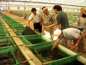 The Growing Reality of Aquaculture | Discover Magazine