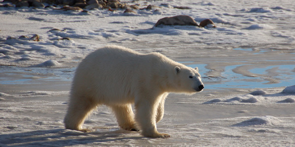 Study: We Still Have a Chance to Save the Polar Bears | Discover Magazine