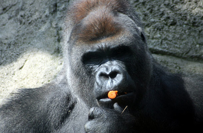 Perplexed-gorilla-is-perple