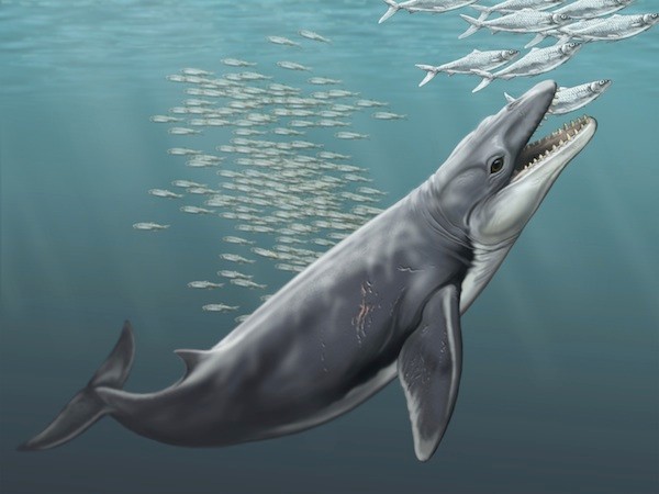 Janjucetus-600.jpg