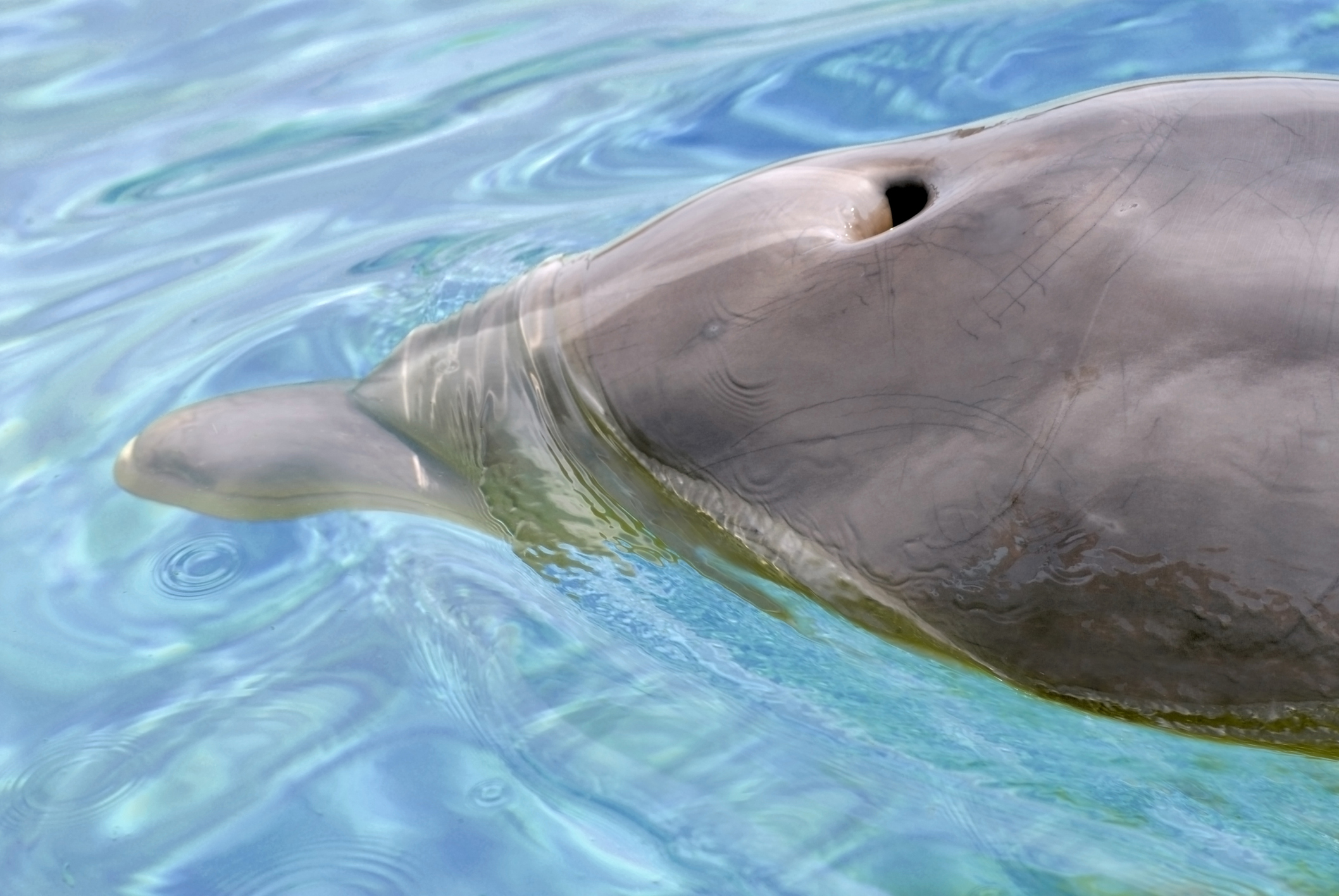 Microplastic Pollution Is Everywhere, Even in the Exhaled Breath of Dolphins thumbnail