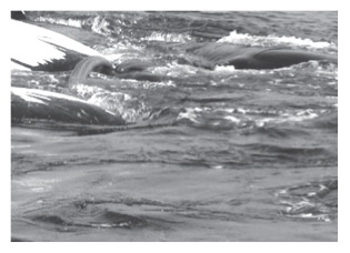 whales.jpg